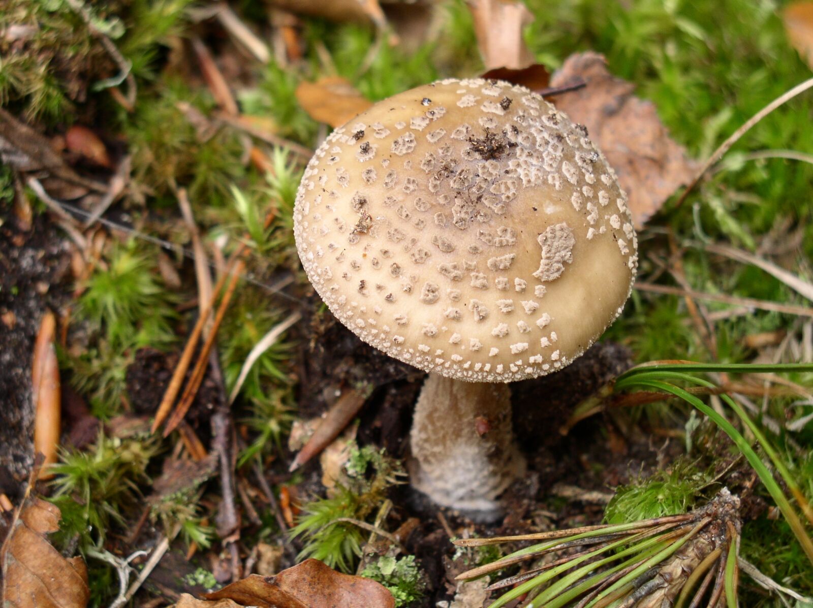 Olympus C4100Z,C4000Z sample photo. Mushroom, forest, nature photography