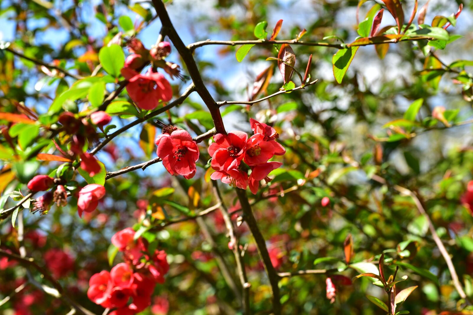 Nikon D750 sample photo. Flowers, red flowers, red photography