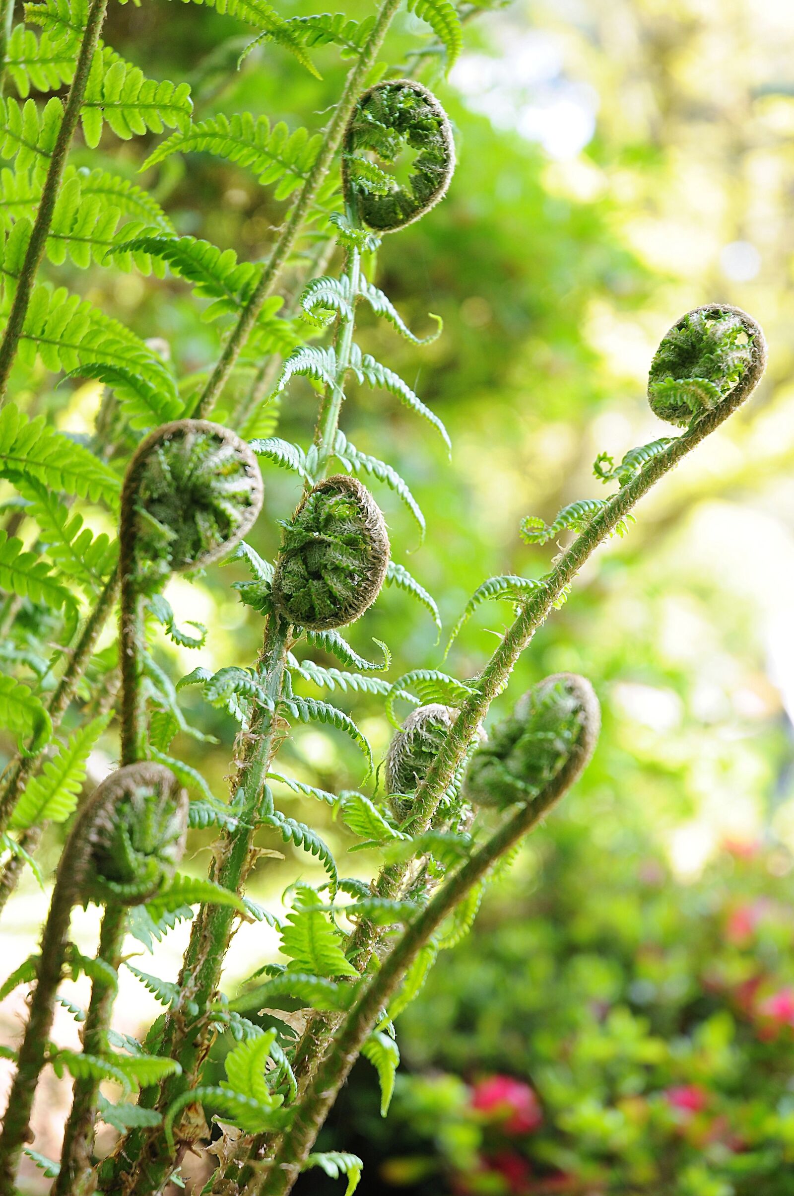 Nikon D300 sample photo. Fern, plant, nature photography