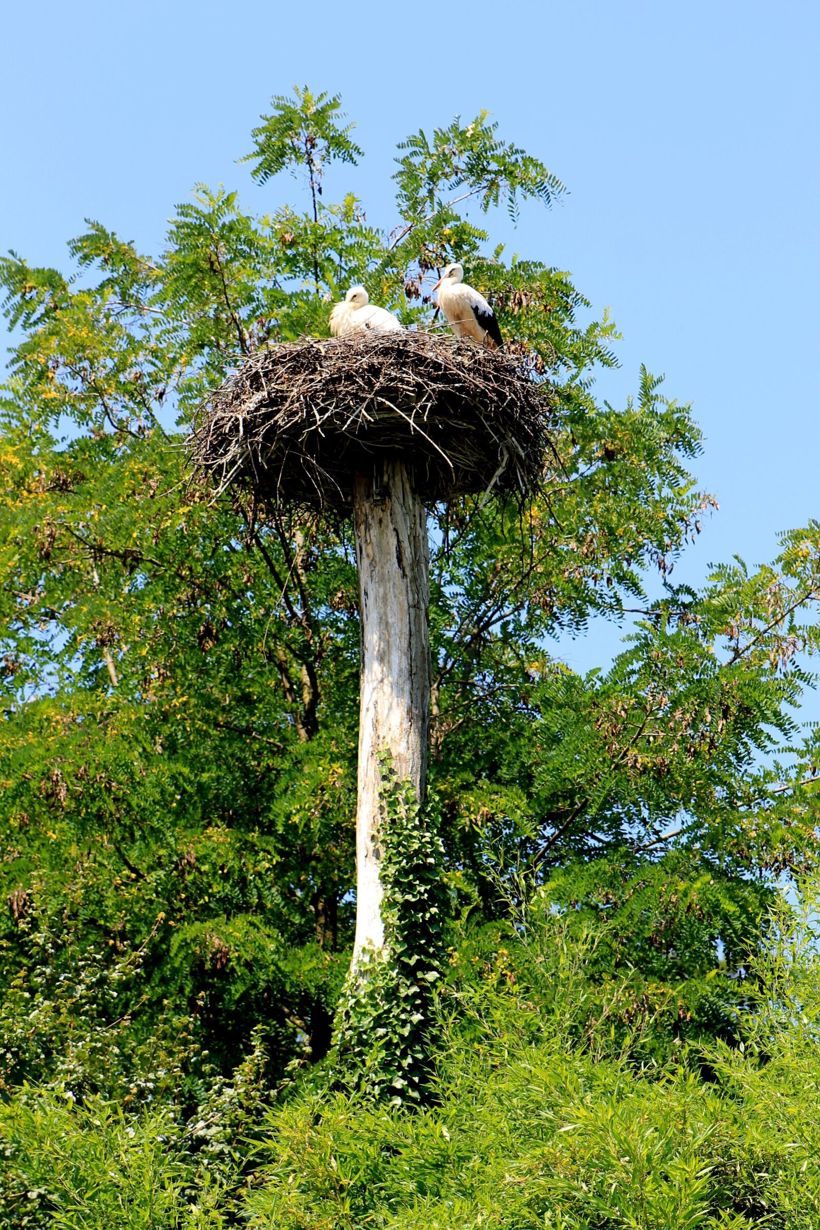 Canon EF 75-300mm f/4-5.6 sample photo. Stork, bird, storchennest photography