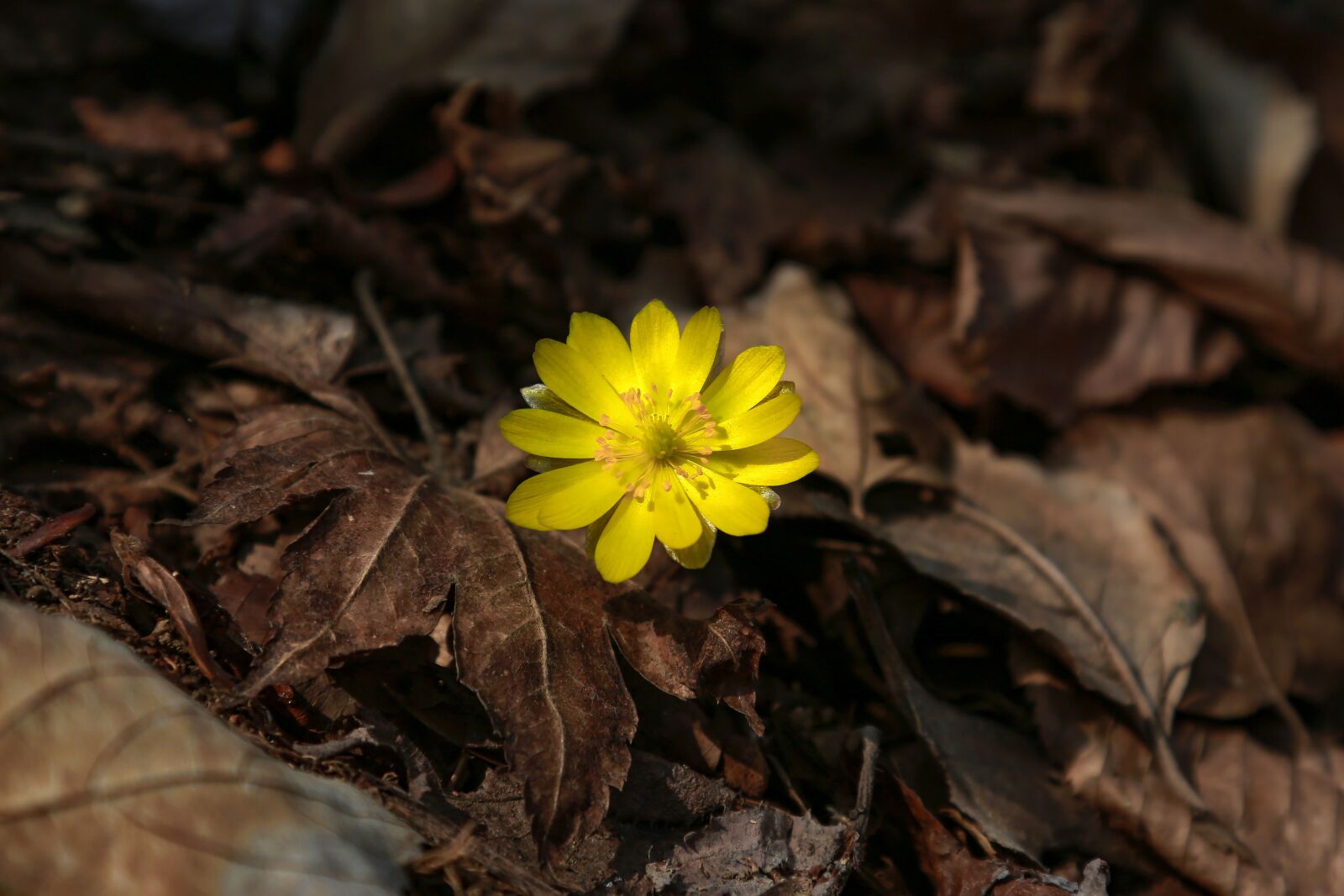 Canon EF 24-105mm F4L IS USM sample photo. Wildflower, multiple seconds, nature photography