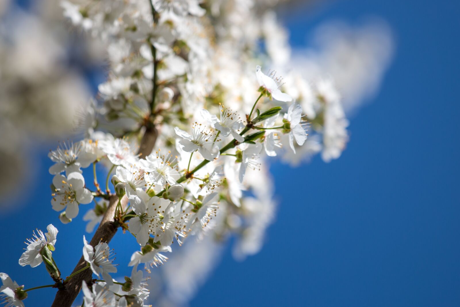 Canon EOS 70D + Canon EF 70-200mm F4L IS USM sample photo. Cherry wood, season, branch photography