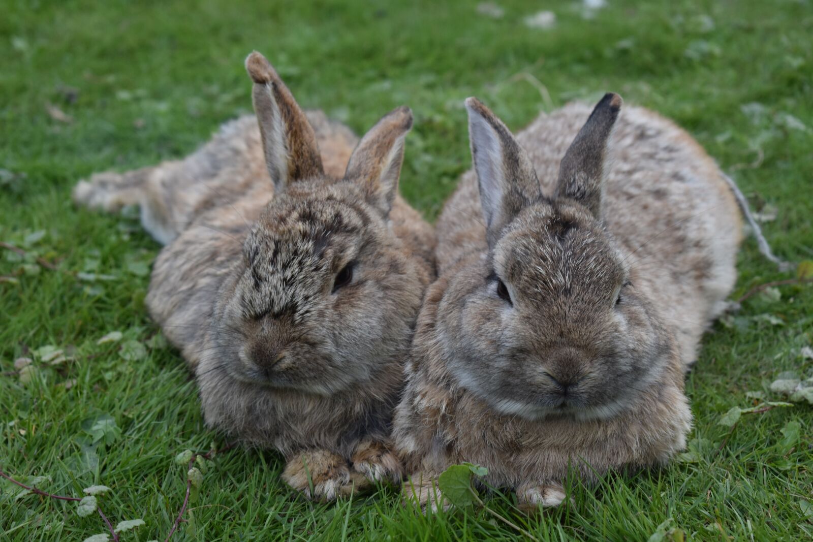 Nikon D3400 sample photo. Nature, rabbit, grass photography