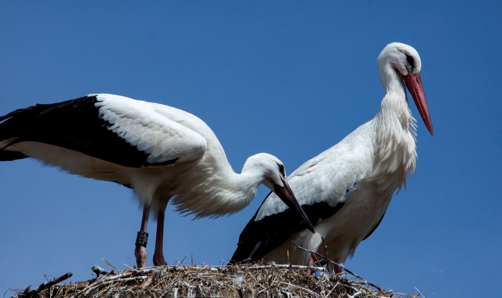 Canon EOS 50D sample photo. Stork, storks, animal photography