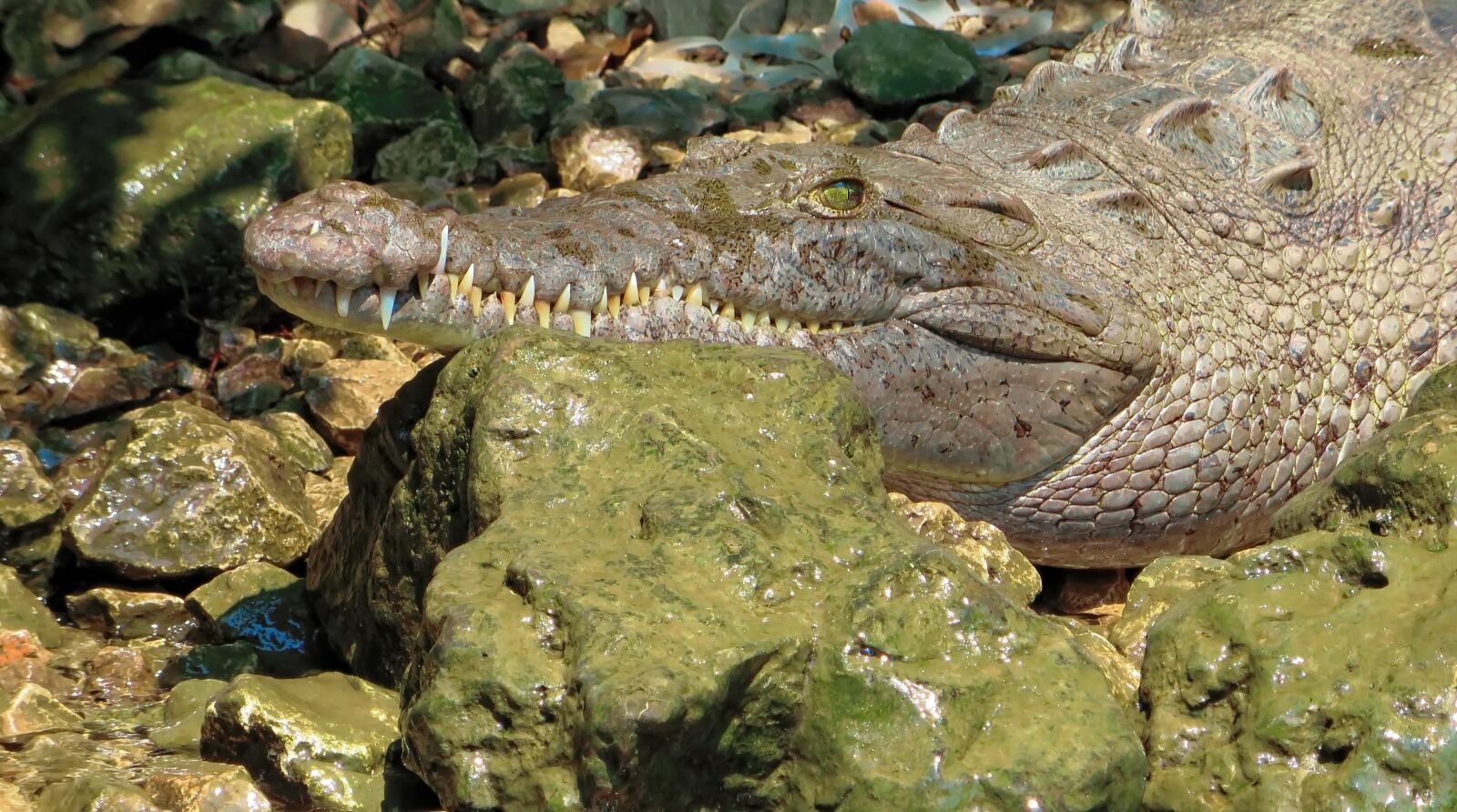 Canon PowerShot SX270 HS sample photo. Mexico, sumidero, crocodile photography