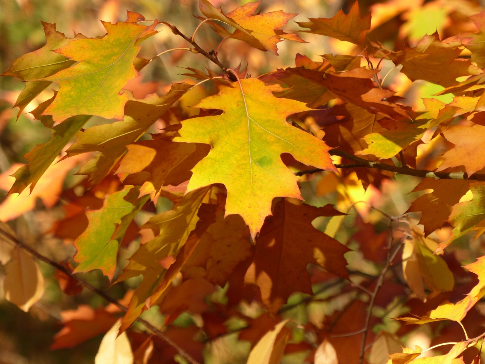 Panasonic Lumix DMC-FZ200 sample photo. Leaves, autumn, fall foliage photography