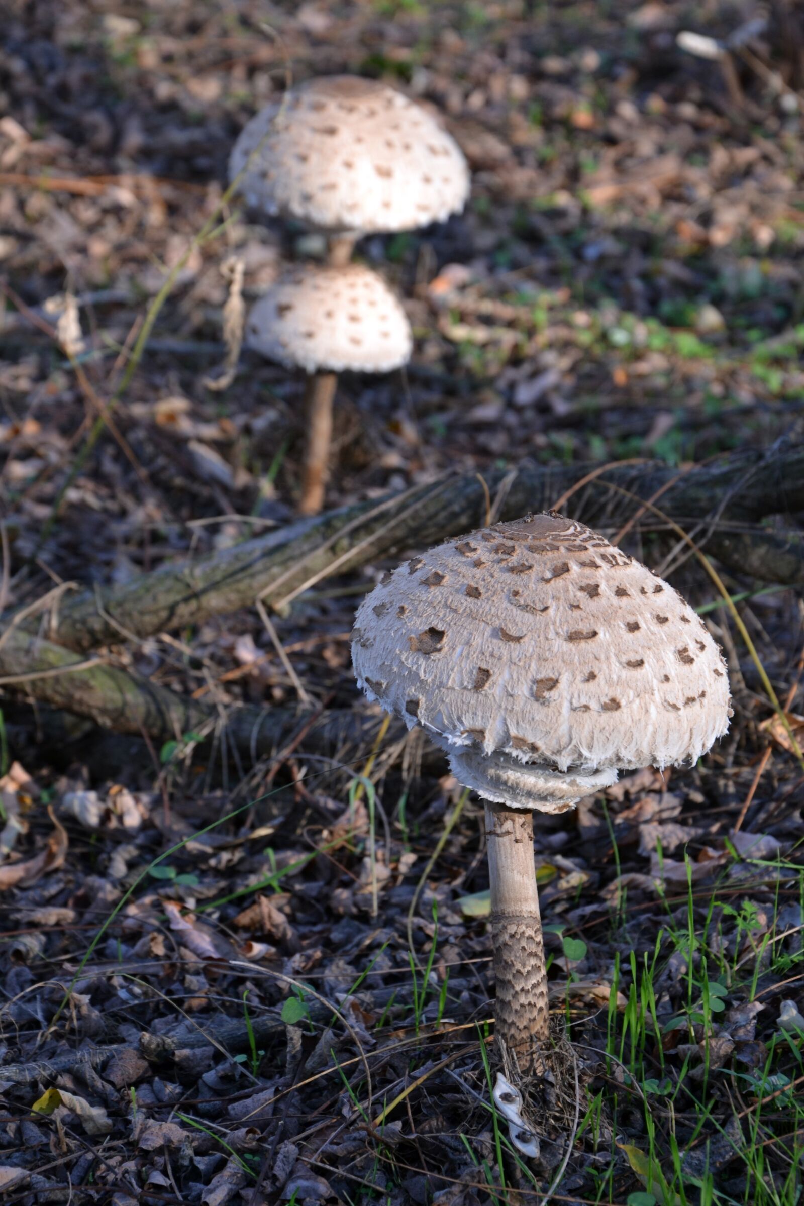 Nikon D3100 sample photo. Mushroom, parasol, nature photography