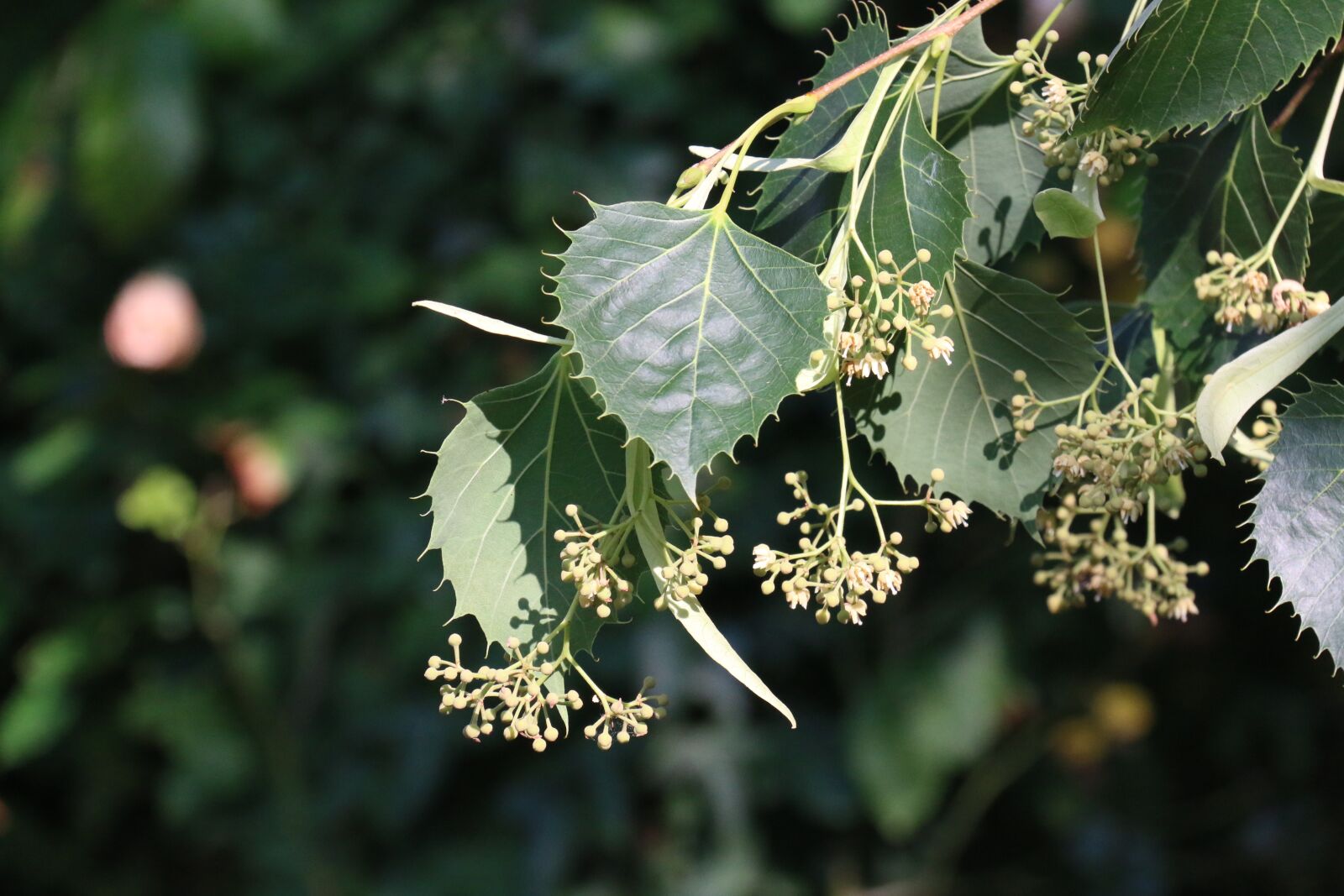 Canon EOS 70D + Canon EF-S 18-200mm F3.5-5.6 IS sample photo. Linden, tree, leaves photography