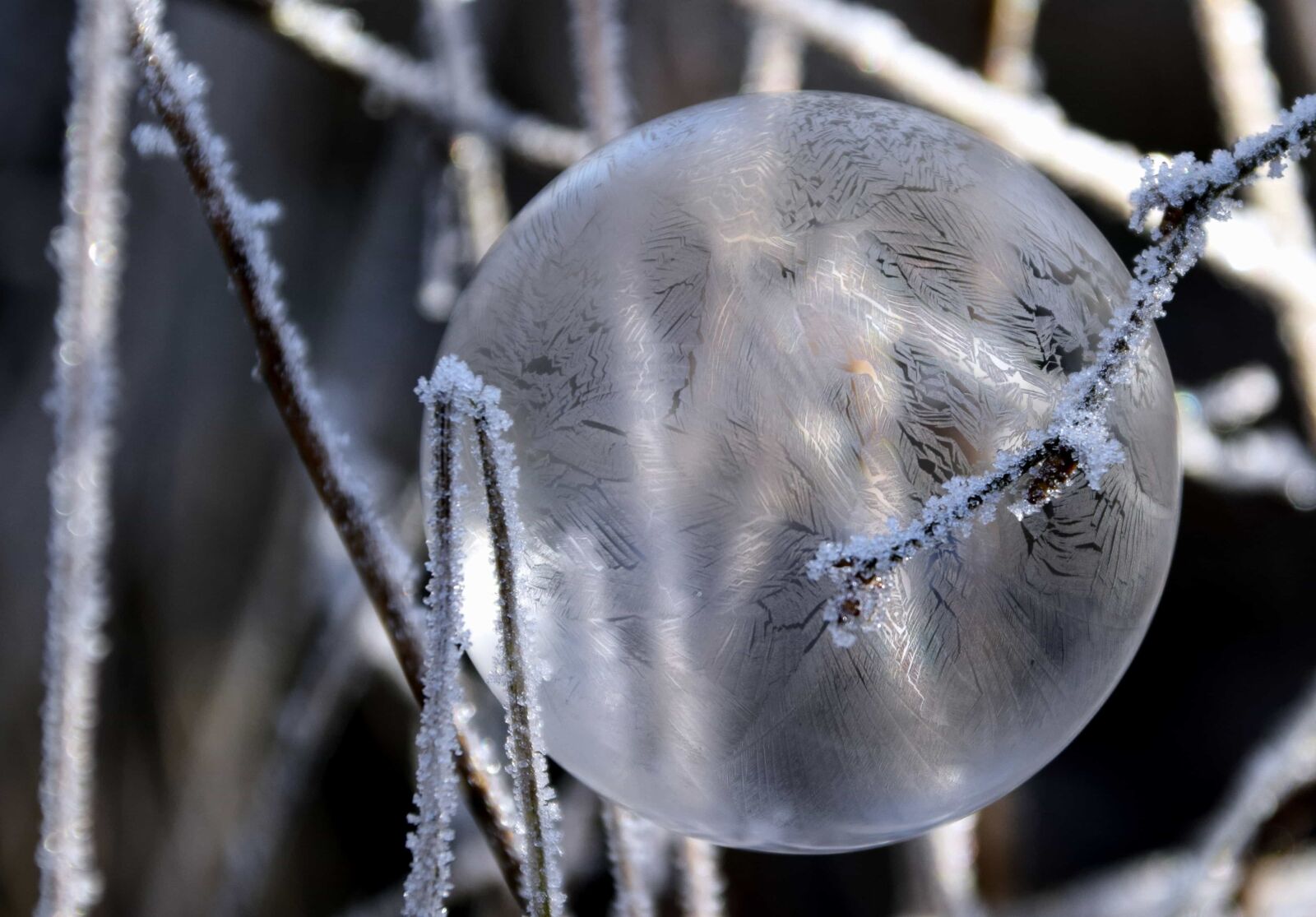 Nikon D3300 sample photo. Nature, branch, ice, reflection photography