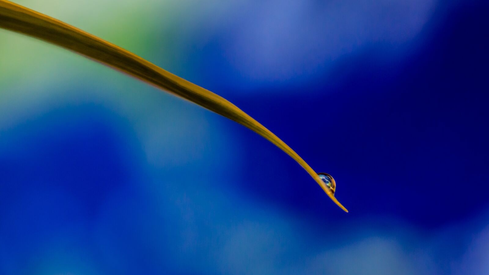 Canon EOS 70D sample photo. Blade of grass, earth photography