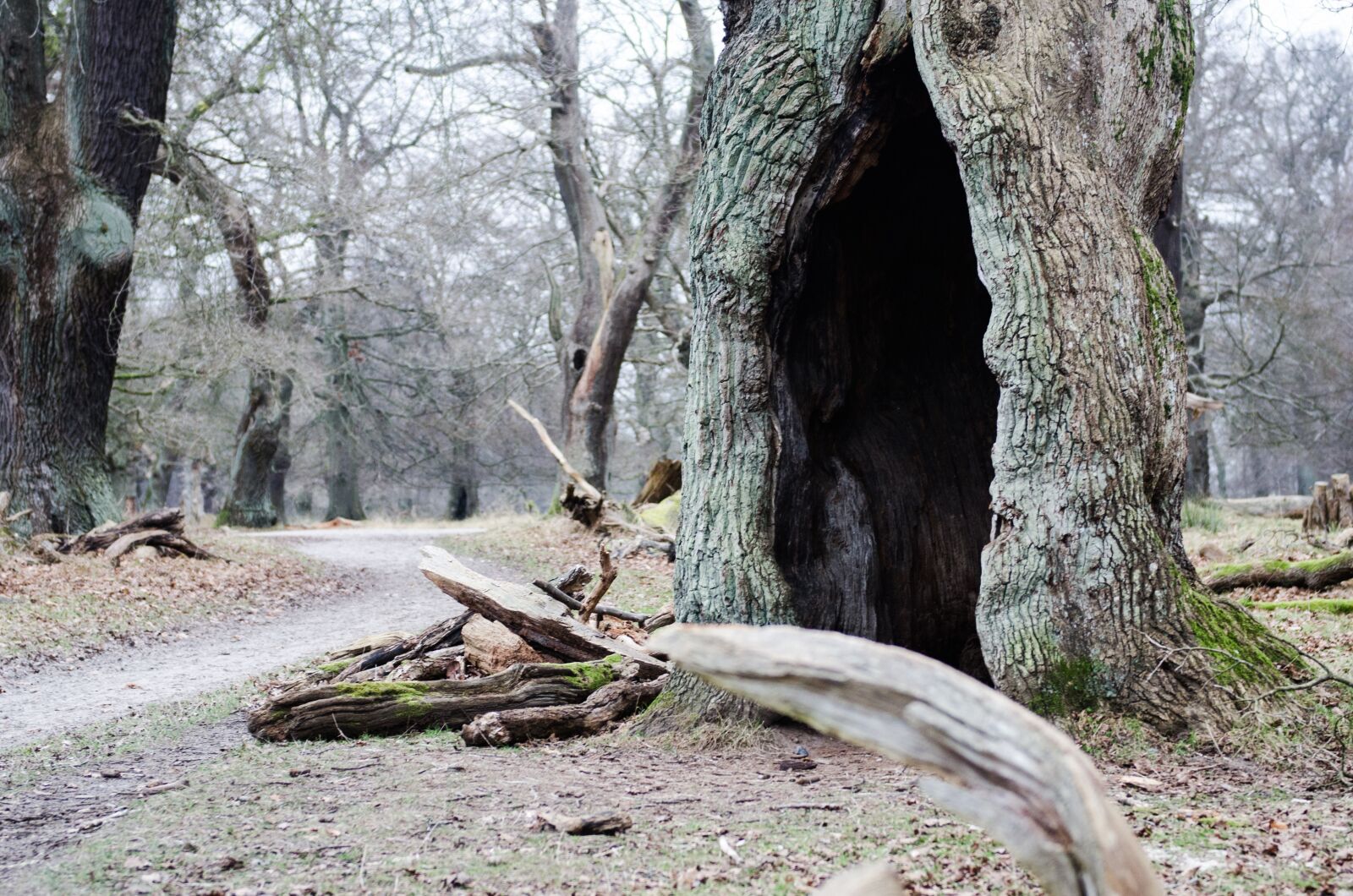 Nikon D7000 sample photo. Tree, fairy tale, tinderbox photography