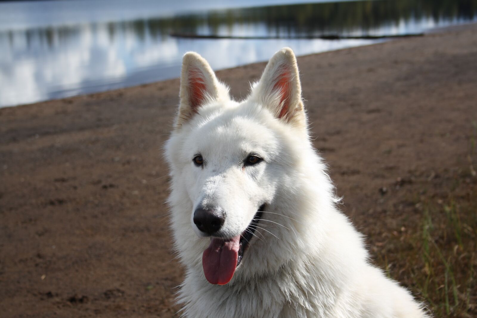 Canon EOS 1000D (EOS Digital Rebel XS / EOS Kiss F) sample photo. Dog, animals, pet photography
