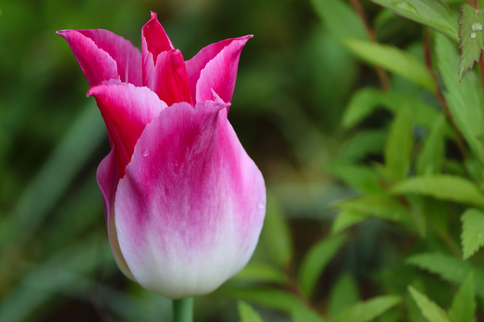 Canon EOS 200D (EOS Rebel SL2 / EOS Kiss X9) sample photo. Tulip, pink, white photography