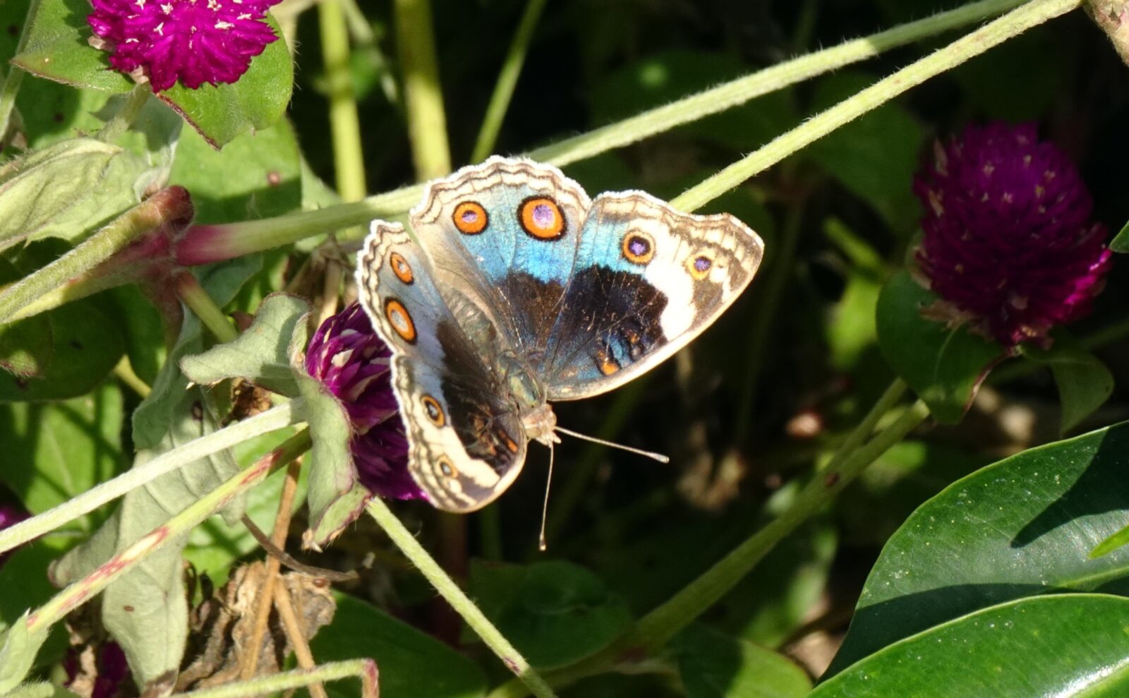 Sony DSC-WX800 sample photo. Butterfly, blue pansy, insect photography