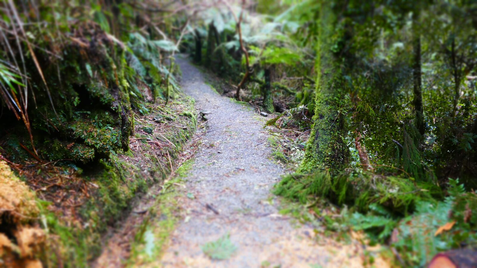Panasonic Lumix DMC-FZ1000 sample photo. Path, trees, forest photography