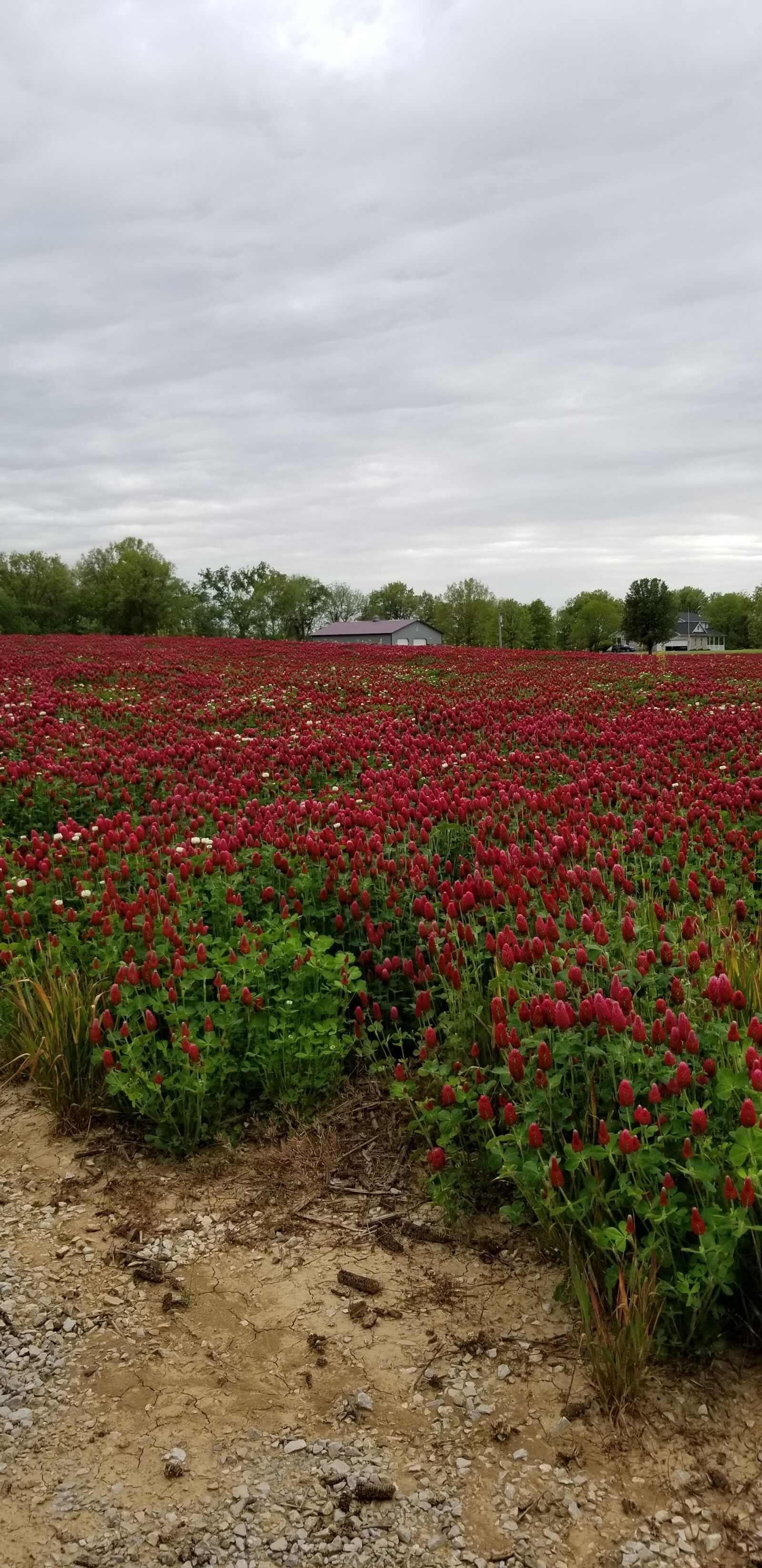 Samsung Galaxy S8 sample photo. Red, clover, illinois photography