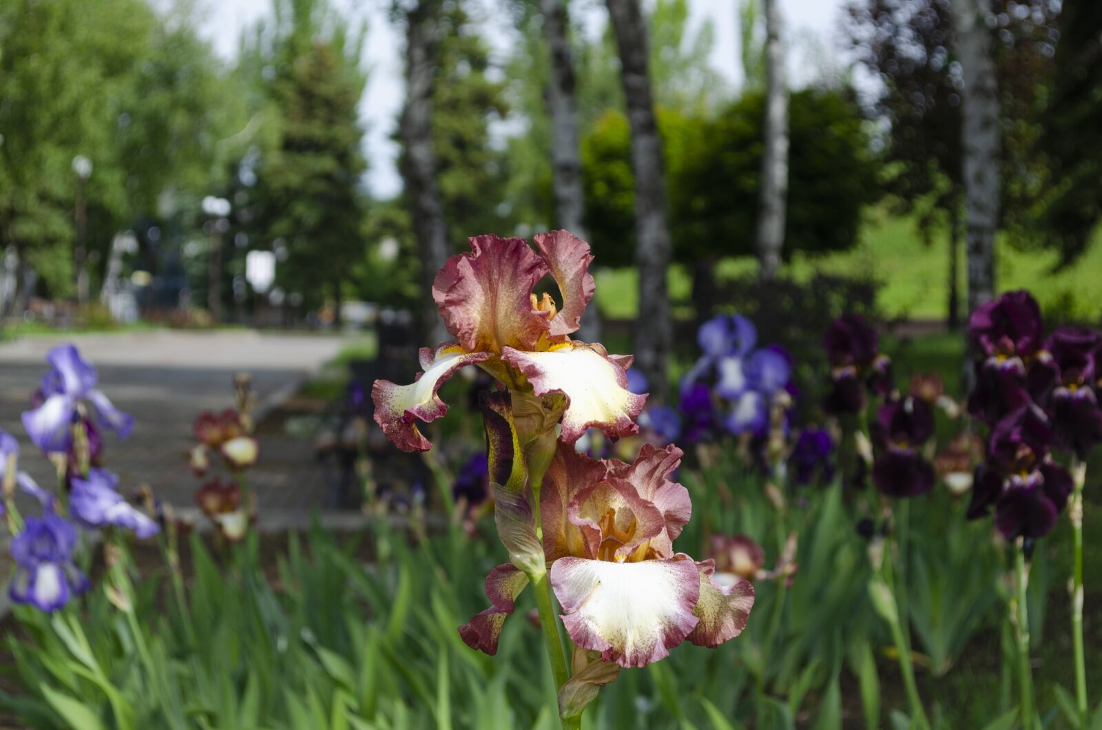 Nikon D5100 sample photo. Flowers, greens, park photography