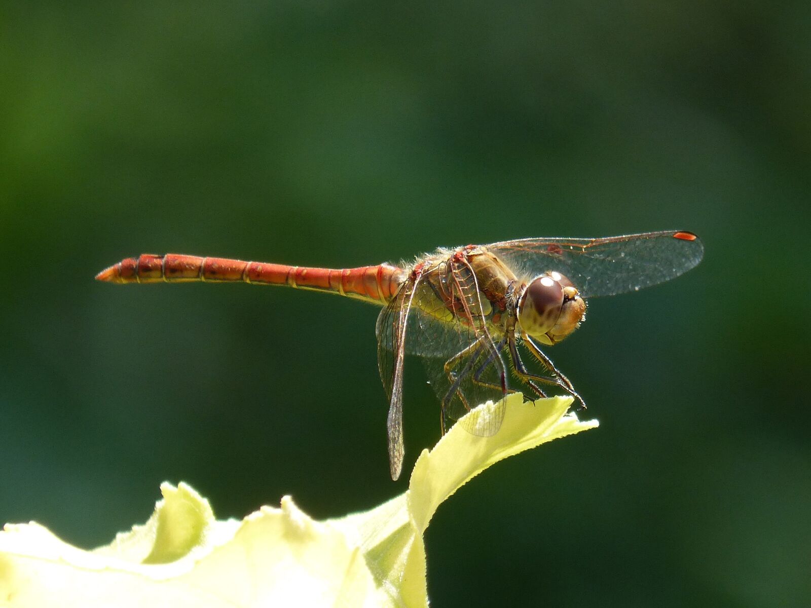 Panasonic DMC-FZ62 sample photo. Dragonfly, annulata trithemis, i photography