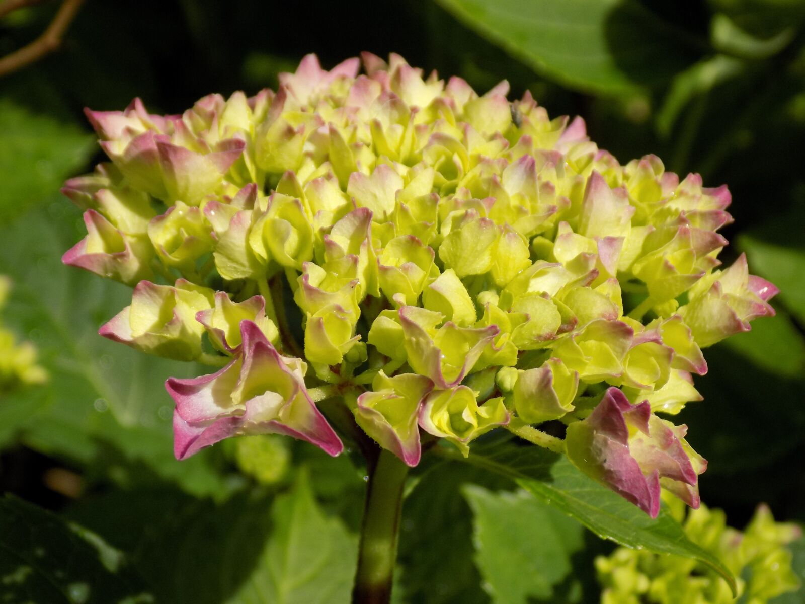 Nikon COOLPIX L340 sample photo. Hydrangea, hydrangea plants, hydrangeaceae photography
