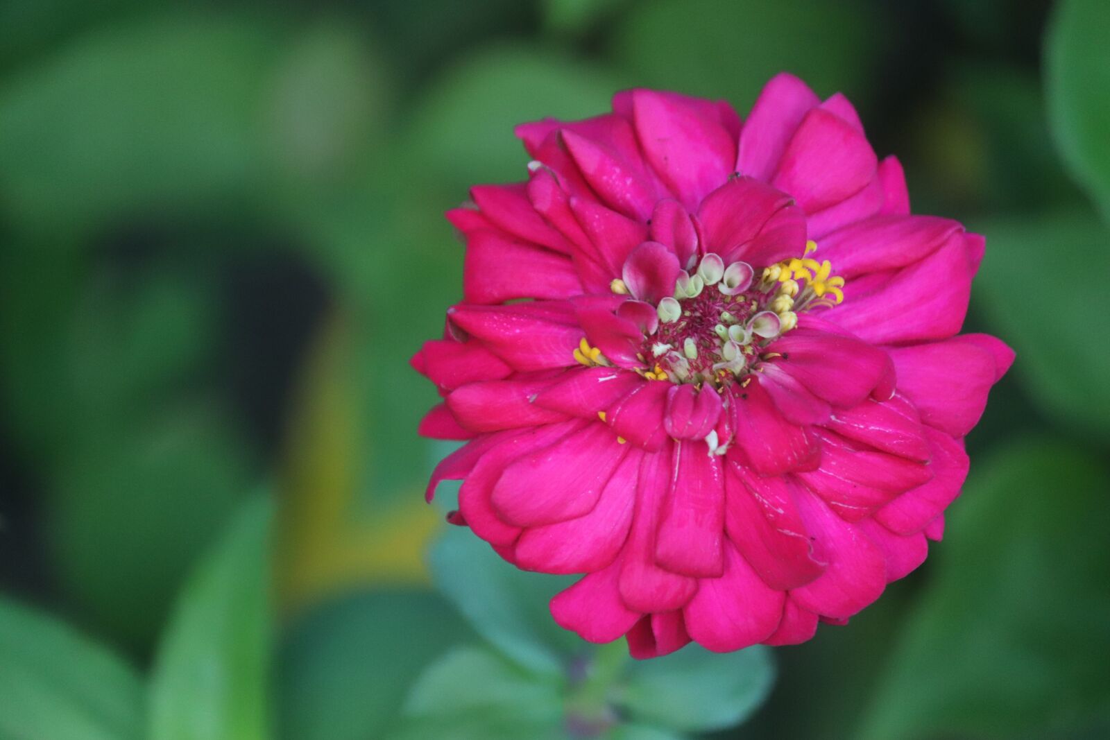 Canon EF-S 55-250mm F4-5.6 IS sample photo. Red flower, gorgeous, beautiful photography