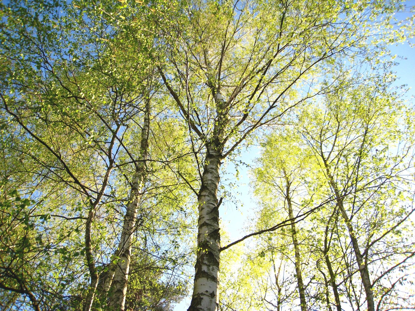 Canon DIGITAL IXUS 860 IS sample photo. Young birches, birches in photography