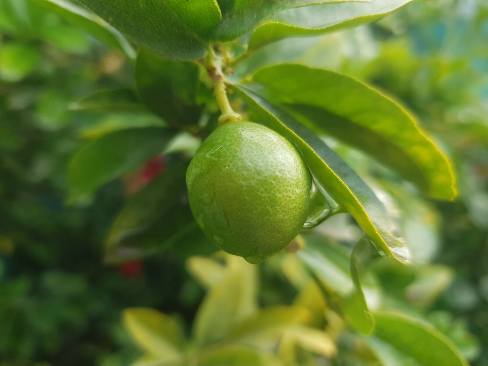 Samsung Galaxy S9 sample photo. Lemon, tree, fruit photography