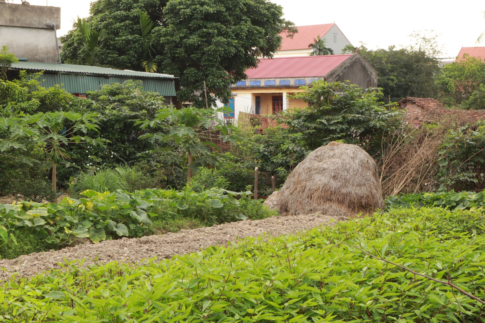 Canon EOS M50 (EOS Kiss M) sample photo. The garden, pile of photography