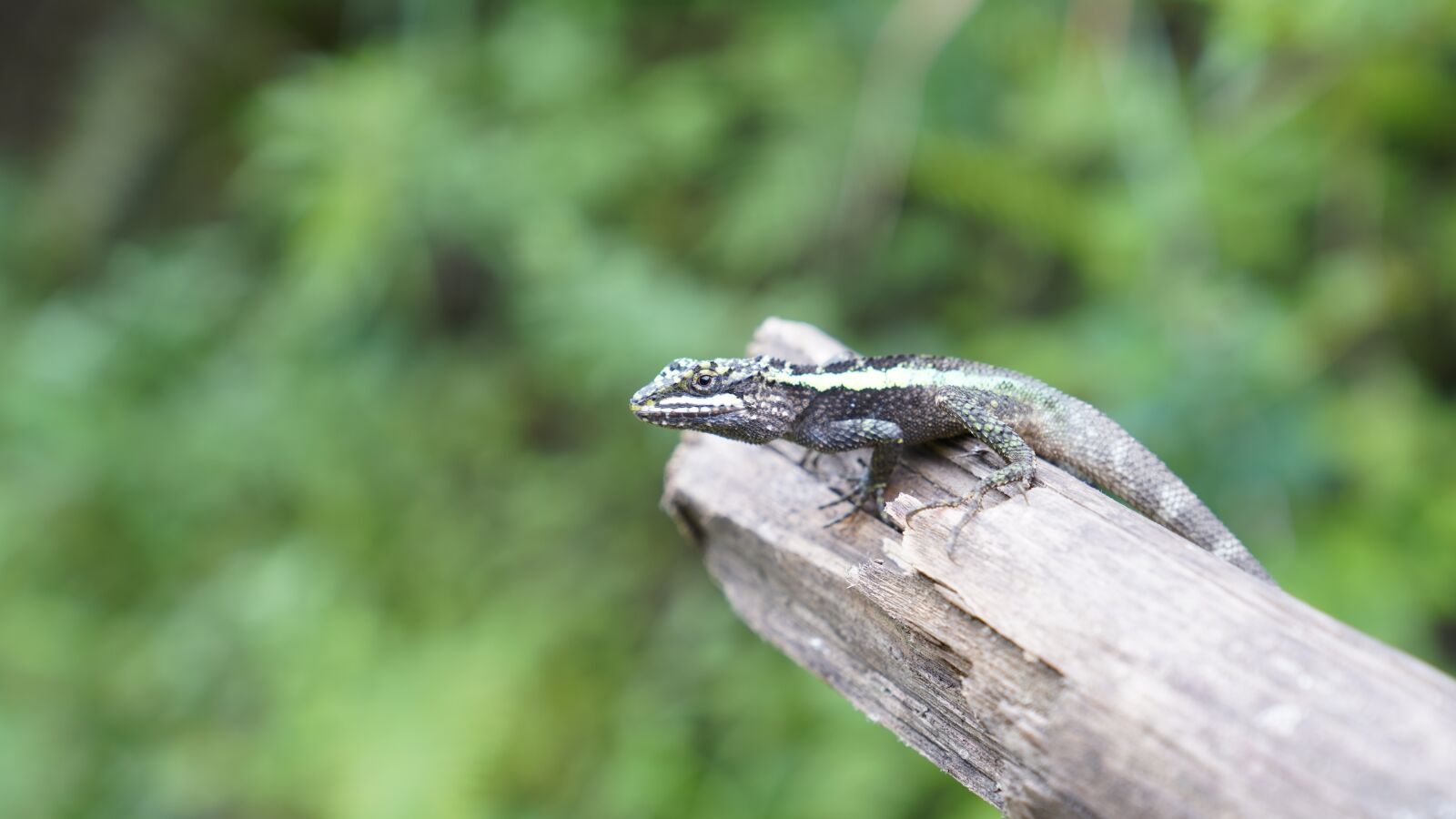 Sony a7R III + Sony FE 24-70mm F2.8 GM sample photo. Lizard, outdoor, green photography