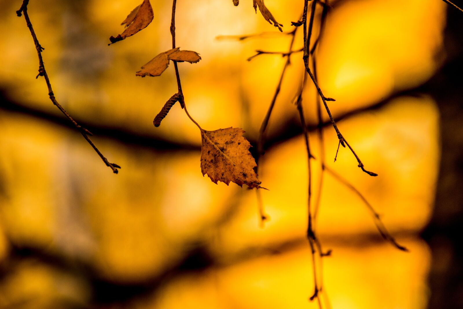 Nikon D3300 sample photo. Nature, plant, autumn photography