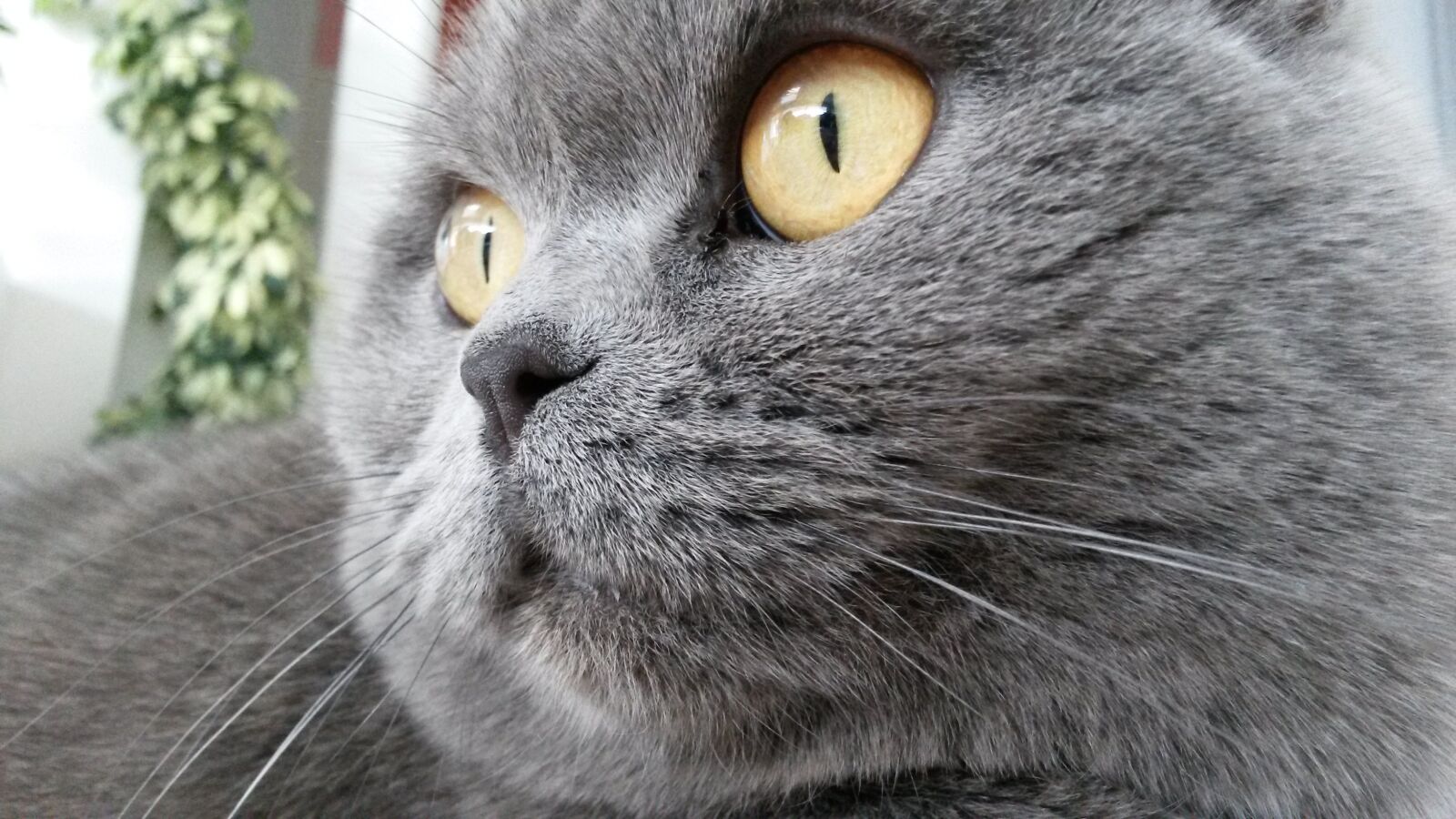 Samsung Galaxy S4 Mini sample photo. Cat, british, amber eyes photography
