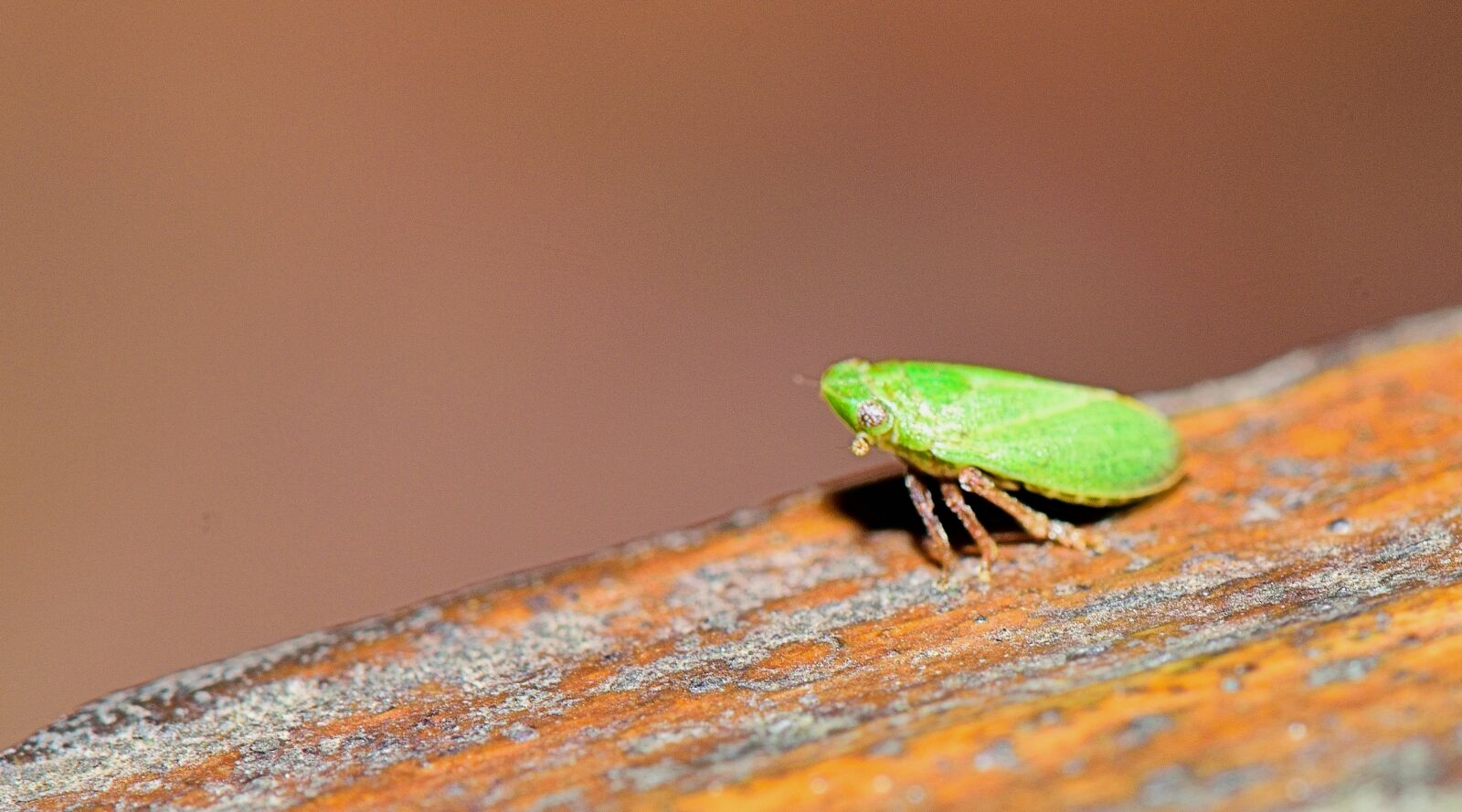 Nikon D5300 sample photo. Insect, sting, macro photography