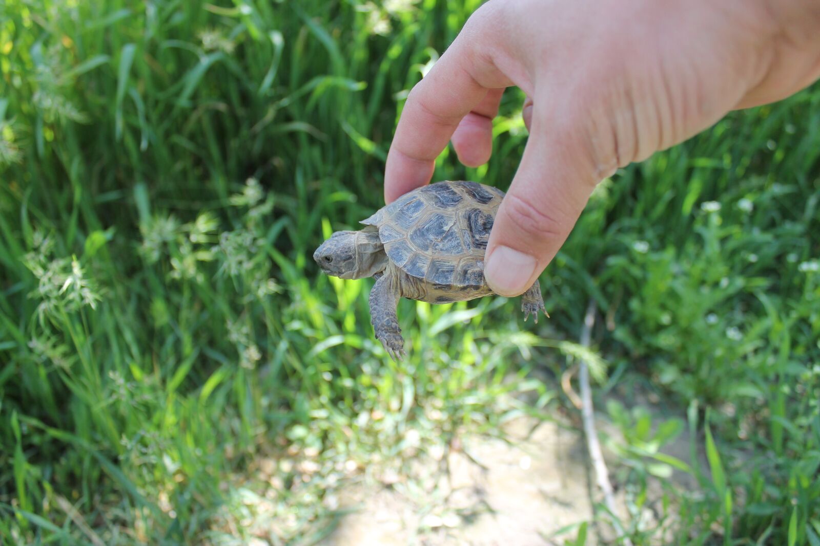 Canon EOS 1100D (EOS Rebel T3 / EOS Kiss X50) sample photo. Krupnyj plan, tortoise, reptiles photography