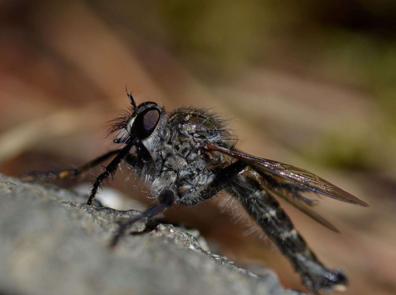Nikon D5200 sample photo. Insect, fly, insects photography