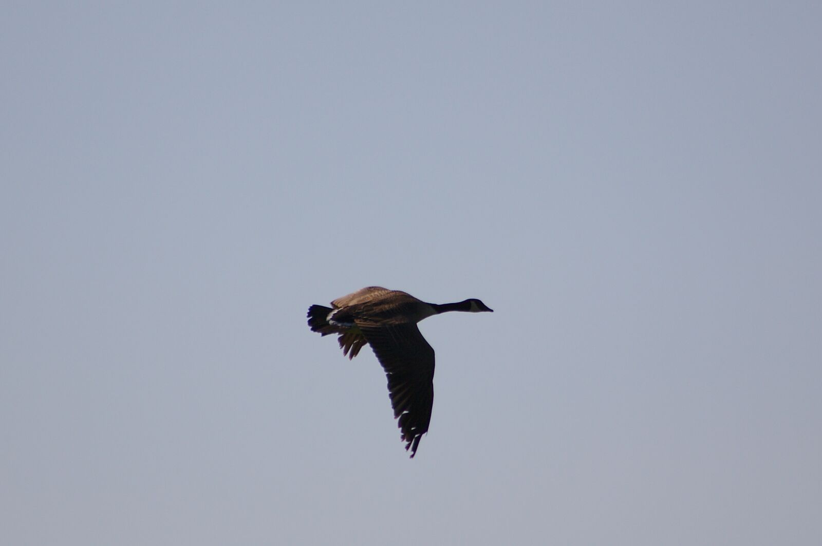 Canon EOS 50D sample photo. Canada goose, branta, canadensis photography