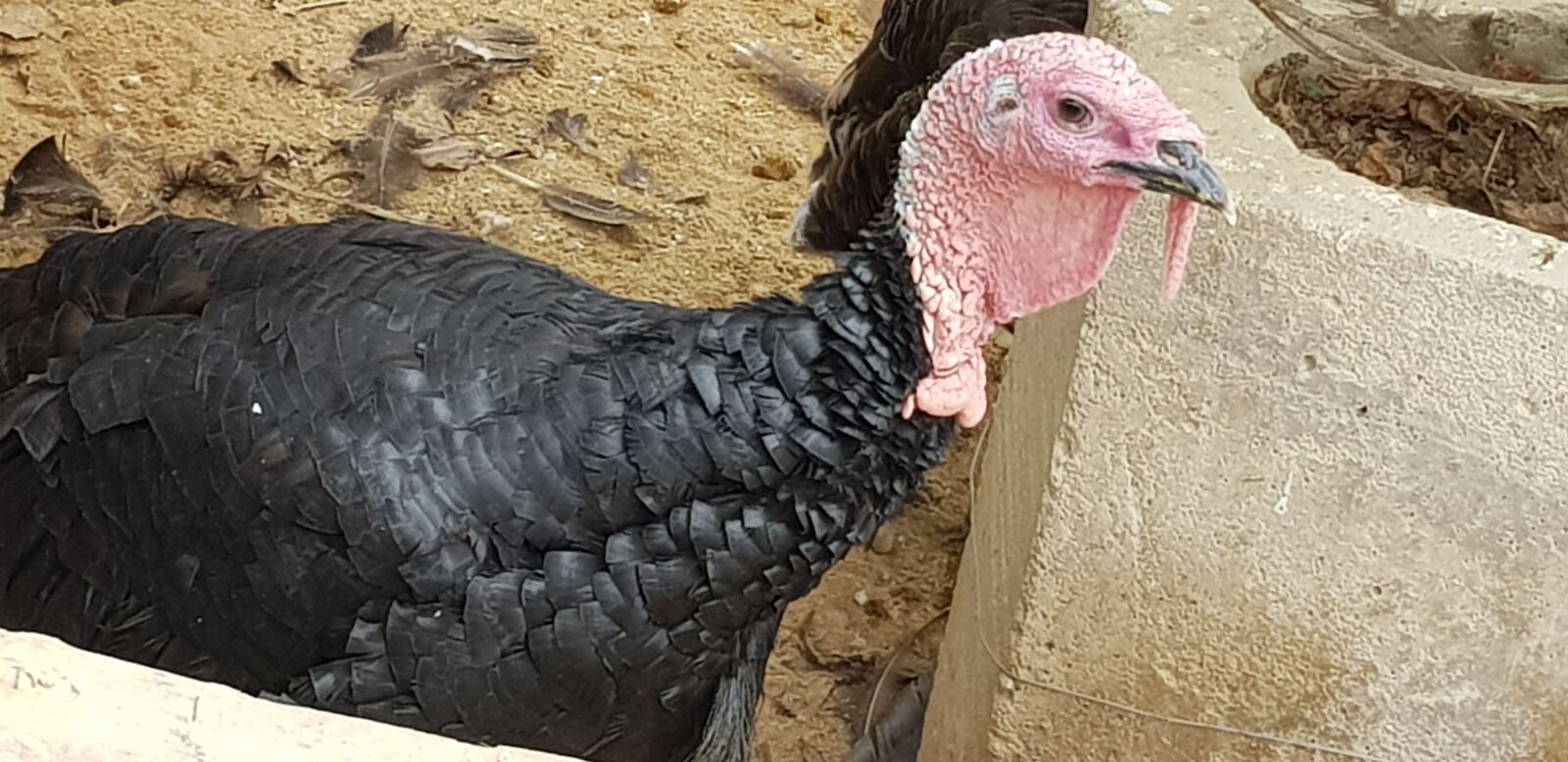 Samsung Galaxy S8+ sample photo. Zoo, malaysia, pet photography