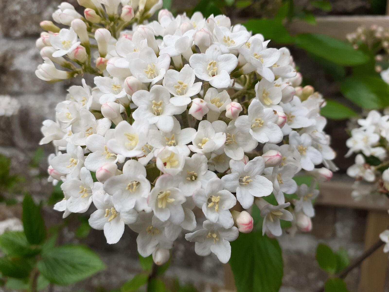Samsung SM-A202F sample photo. Flowers, bloom, garden photography
