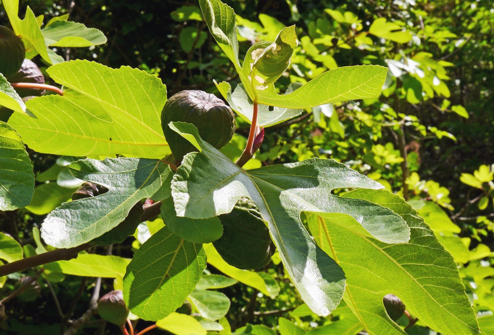 Panasonic Lumix DMC-GH3 sample photo. Fig tree, leaf, fruit photography