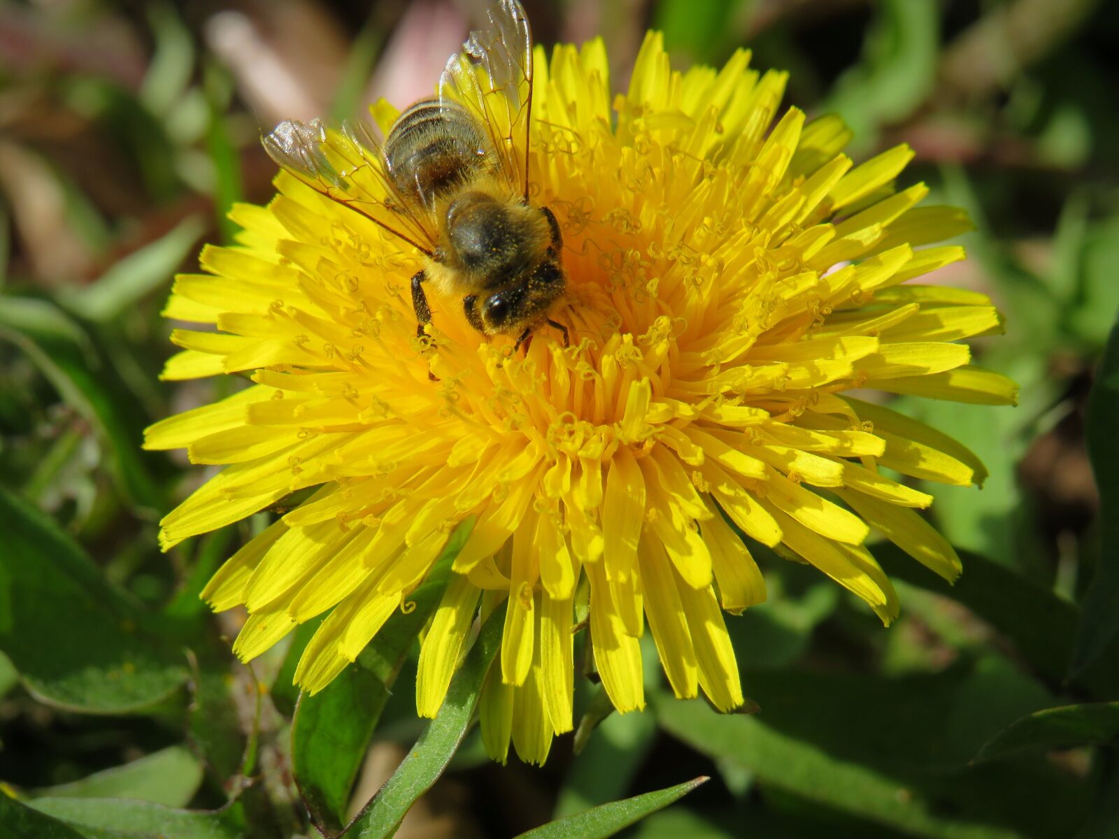 Canon PowerShot SX540 HS sample photo. Dandelion, flower, blossom photography