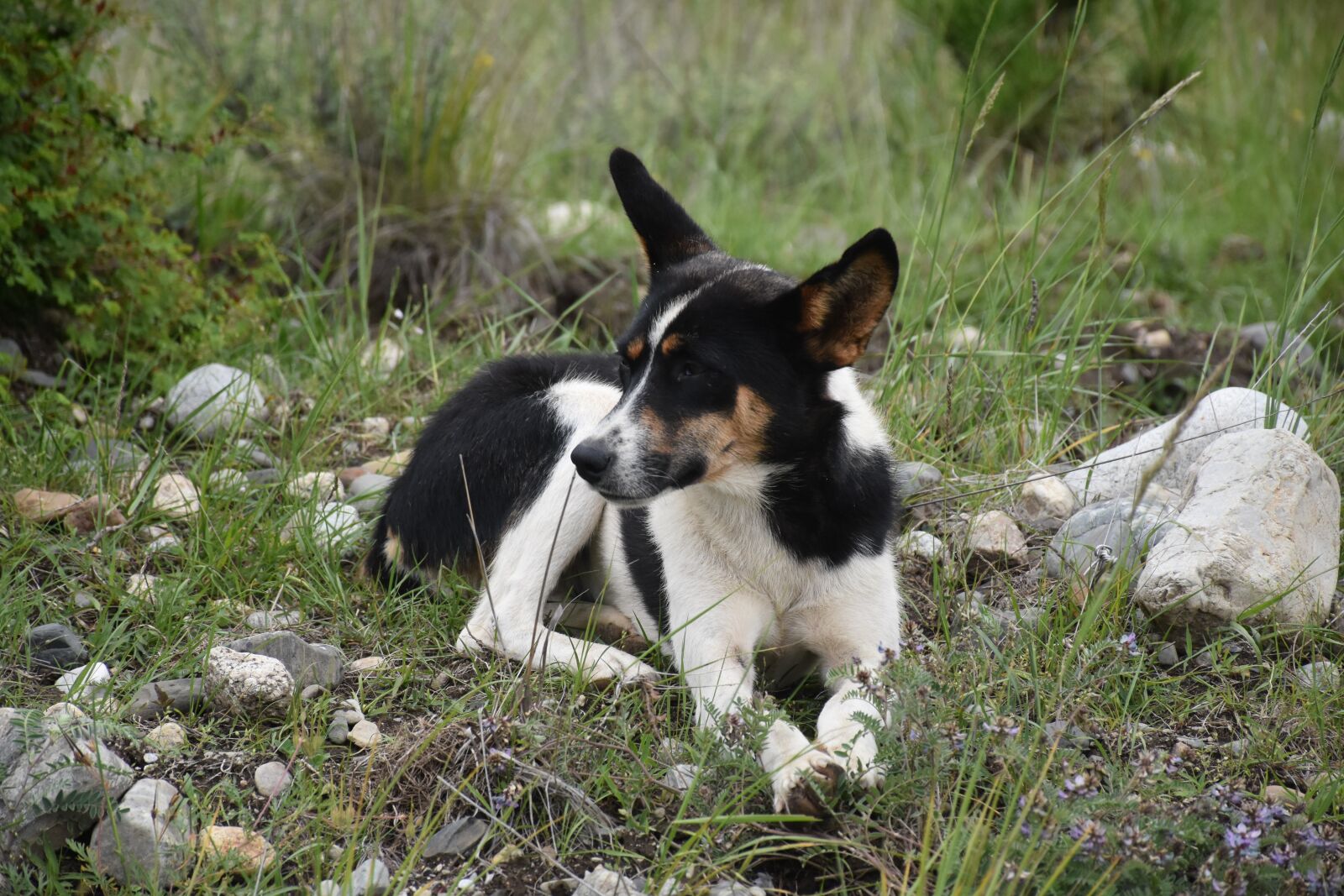 Nikon D7200 sample photo. Animal, dog, tibetan photography
