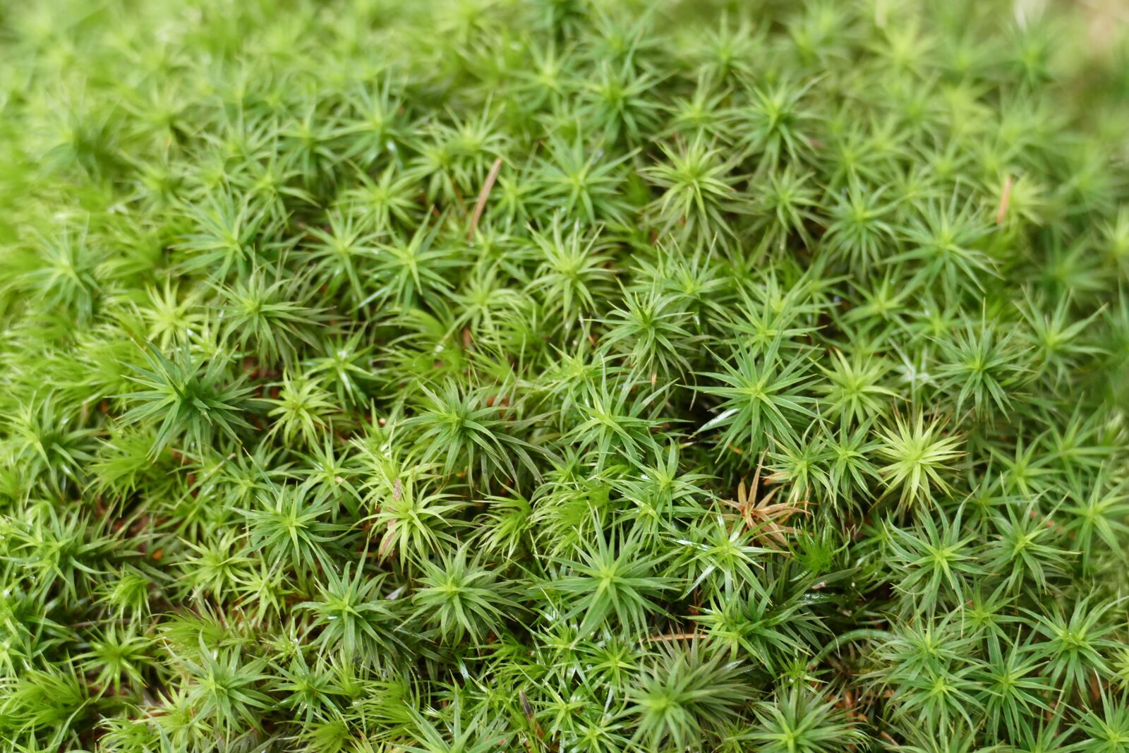 Panasonic Lumix DMC-FZ1000 sample photo. Macro, close up, moss photography