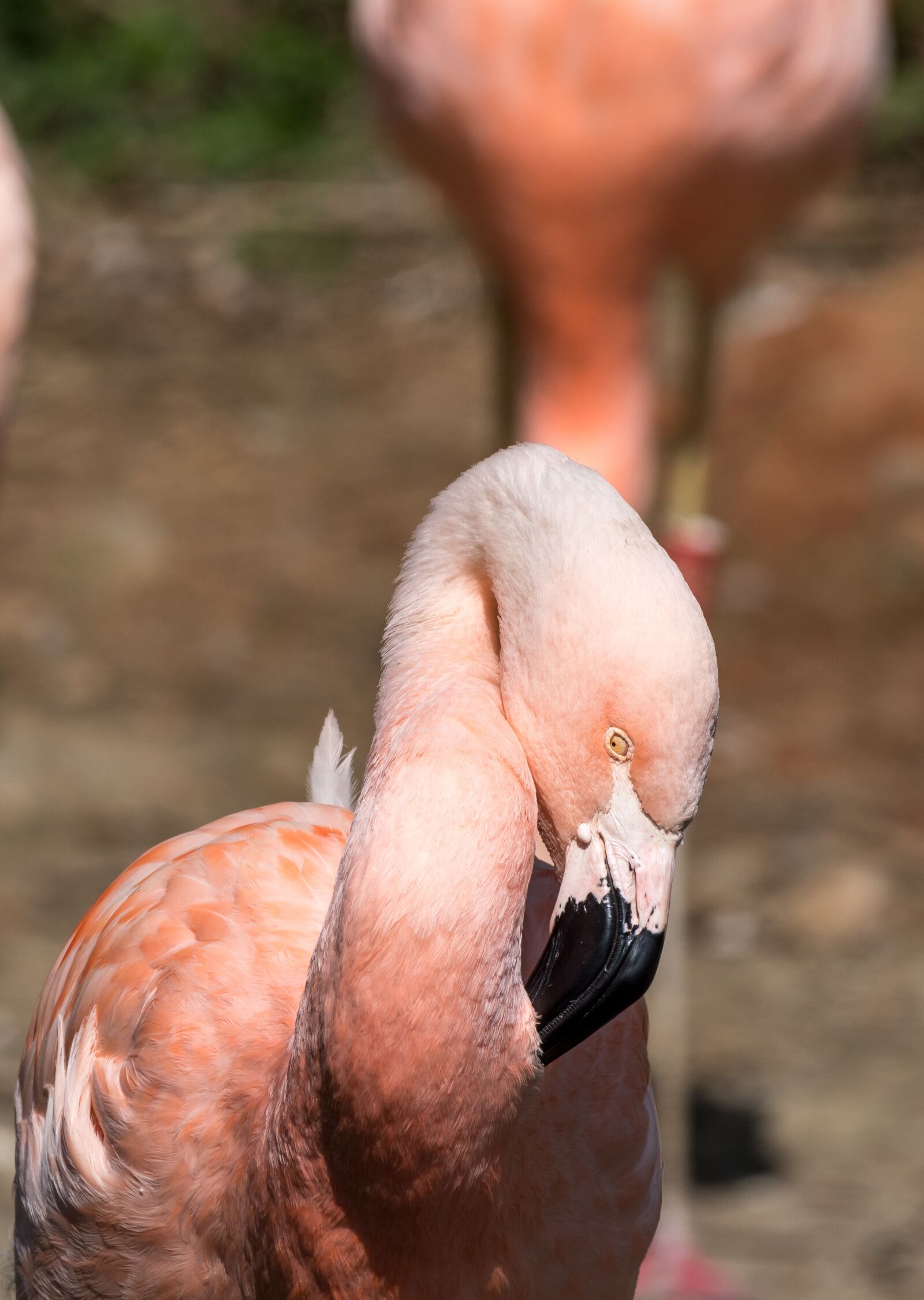 Nikon D5500 sample photo. Flamingo, bird, nature photography