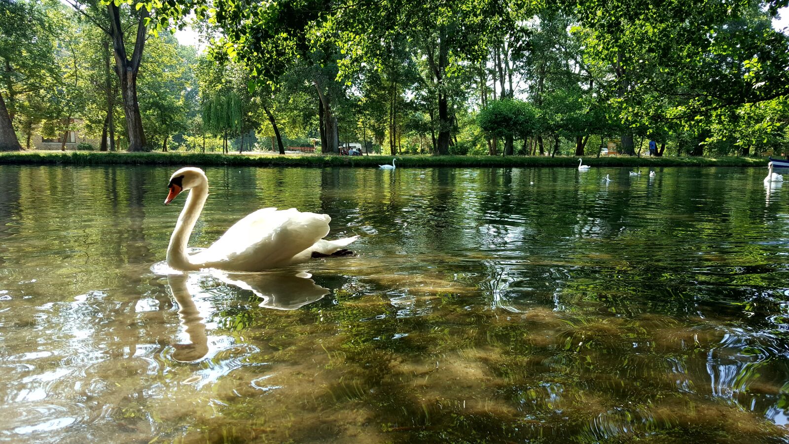 Samsung Galaxy Note5 sample photo. Swan, beauty, nature photography