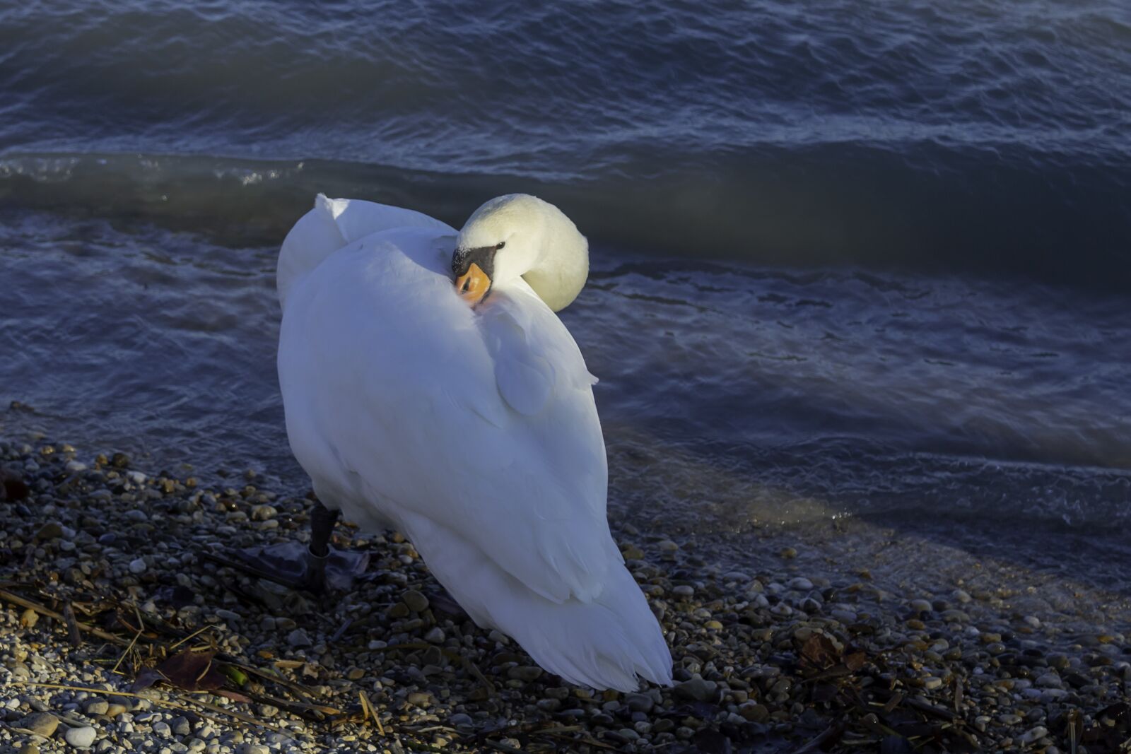 Canon EOS 1300D (EOS Rebel T6 / EOS Kiss X80) sample photo. Swan, cam, water bird photography