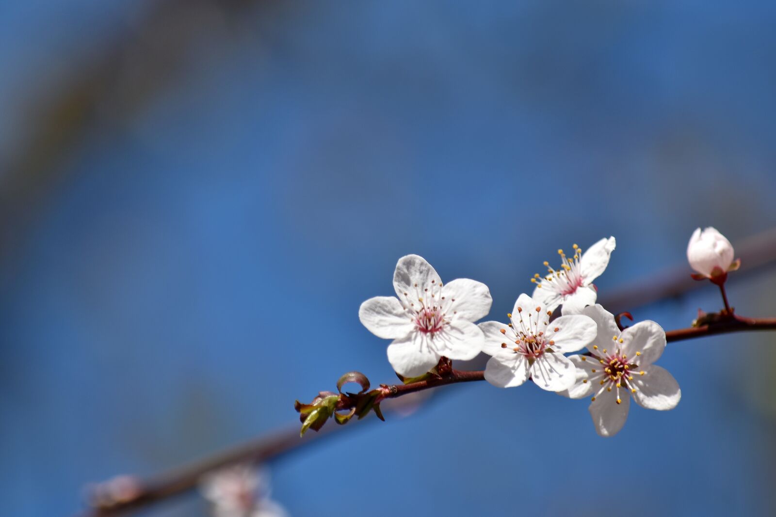 Nikon D5500 sample photo. Blue sky, branches, branchlet photography