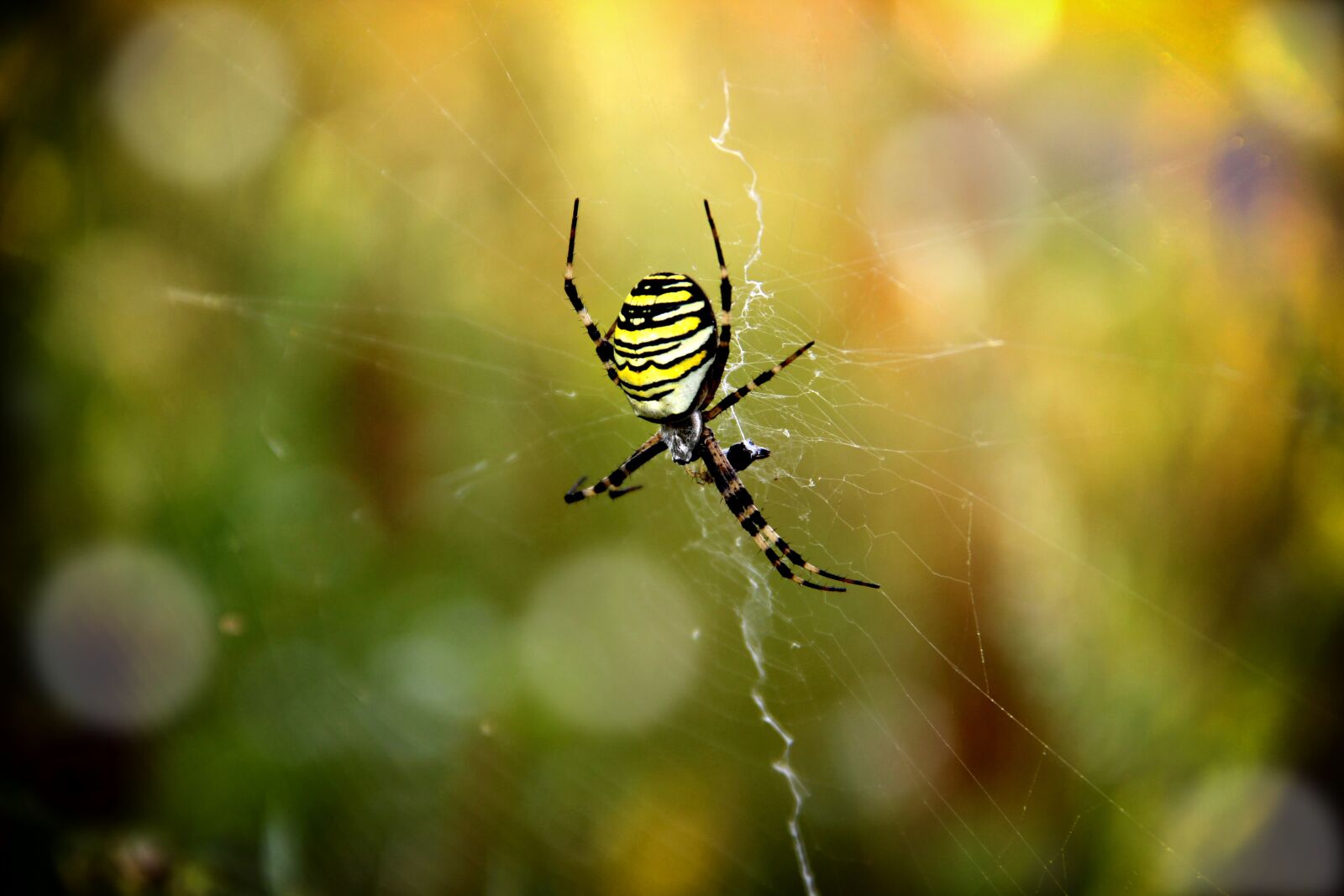 Canon EOS 600D (Rebel EOS T3i / EOS Kiss X5) sample photo. Spider, zebraspinne, insect photography
