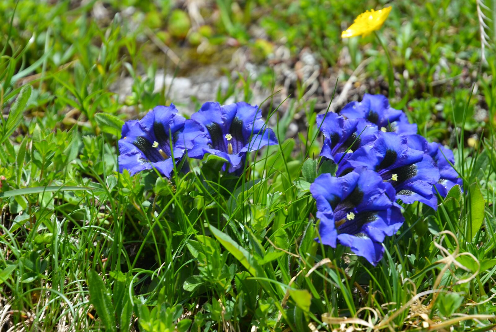 Nikon D7000 sample photo. Gentian, flower, nature photography