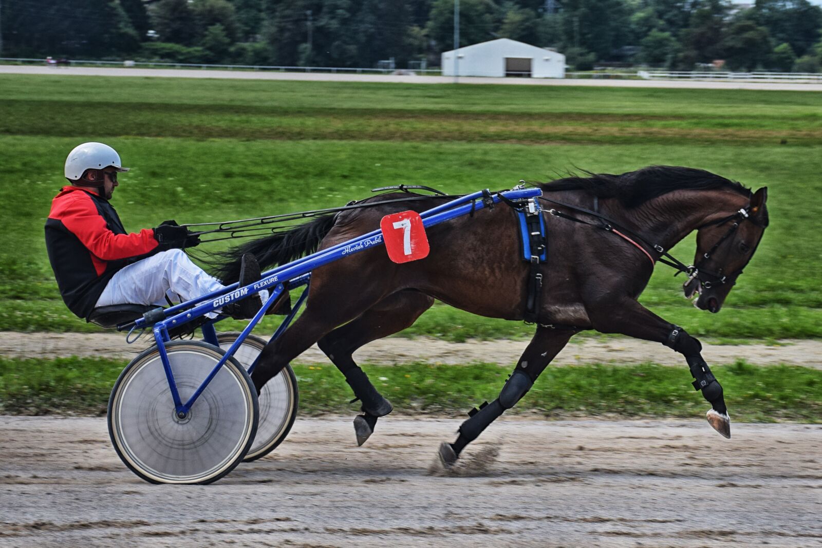 Nikon D5300 sample photo. Sulky, horse, harness photography