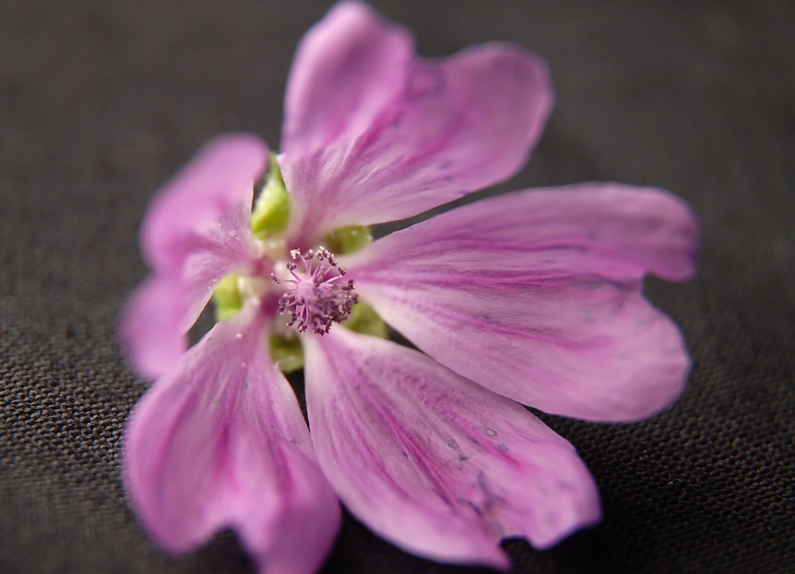 Nikon D200 sample photo. Flower, macro, pink photography