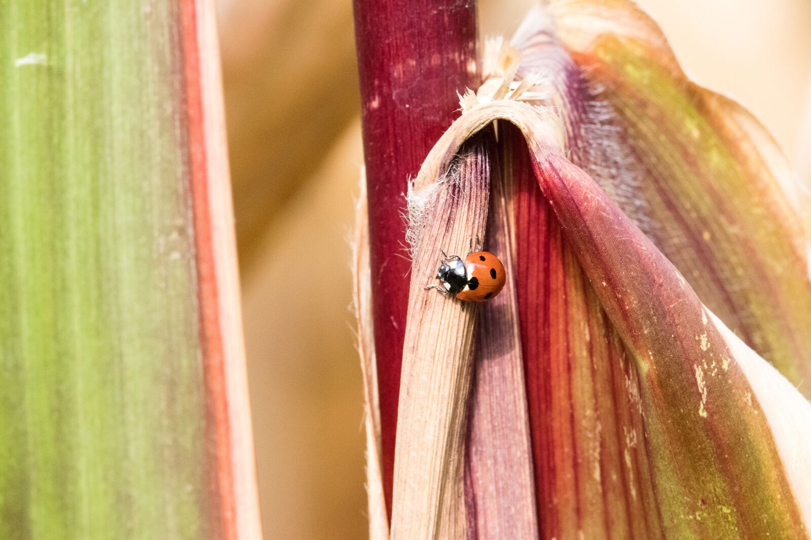 Canon EF-S 55-250mm F4-5.6 IS STM sample photo. Ladybug, insect, animal photography