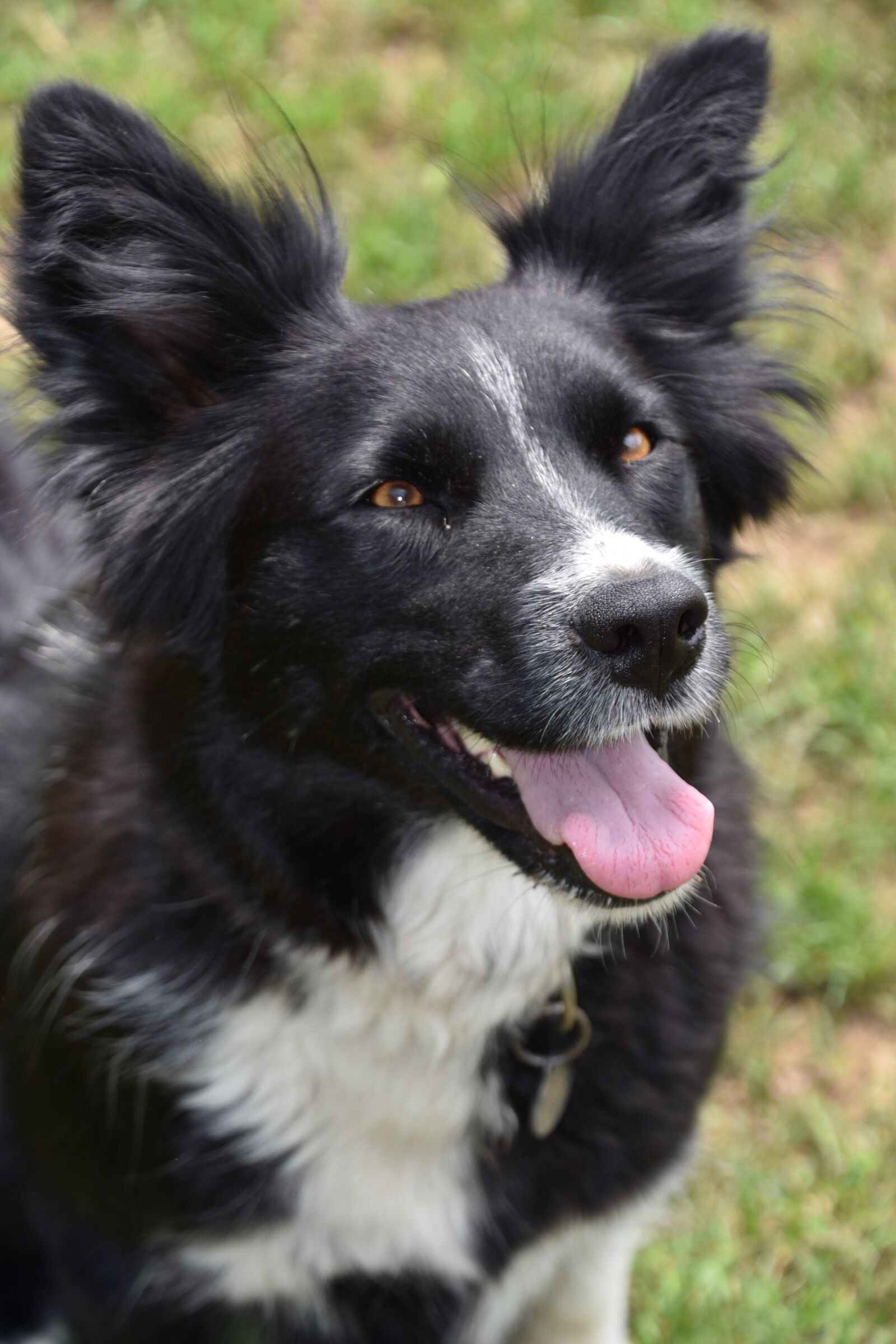 Nikon D7200 sample photo. Dog, is watching, training photography
